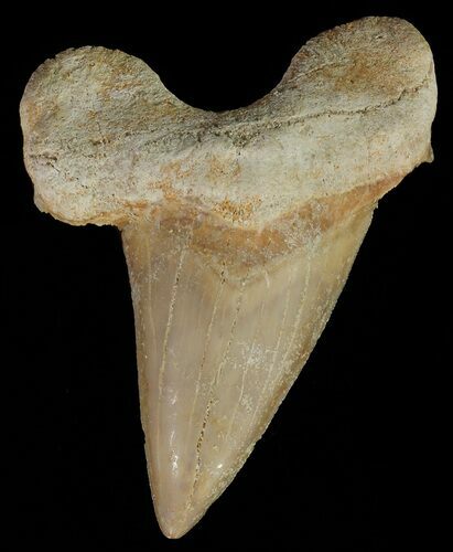 Otodus Shark Tooth Fossil - Eocene #67219